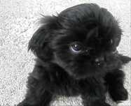 Micro Shih-Tzu preto