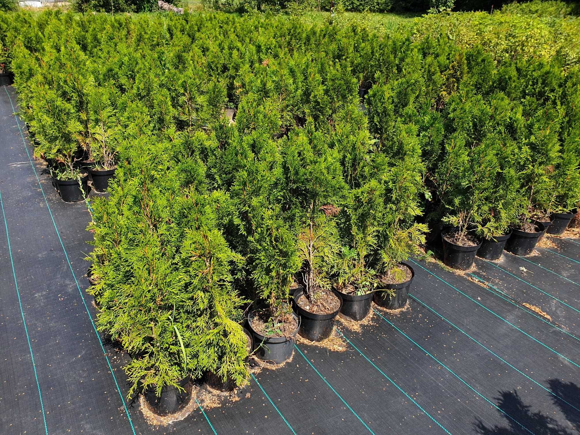 Tuja Szmaragd Thuja Smaragd 60/80cm w donicy