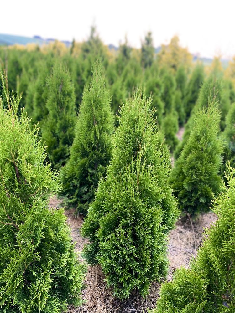 Gęsta TUJA SZMARAGD 100-110cm Producent*Sadzenie (tuje, thuje thuja)