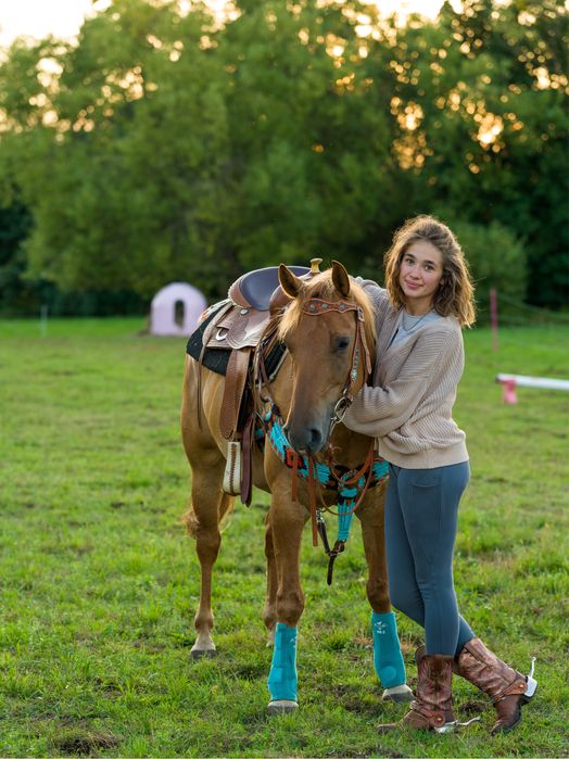 American Quarter Horse dzierżawa