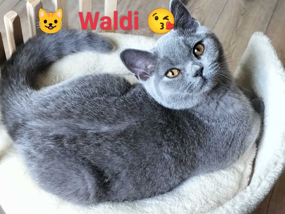 Kochany Waldi Rodowód Międzynarodowy