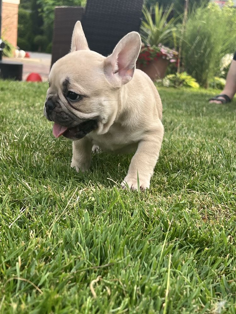 Buldog Francuski
