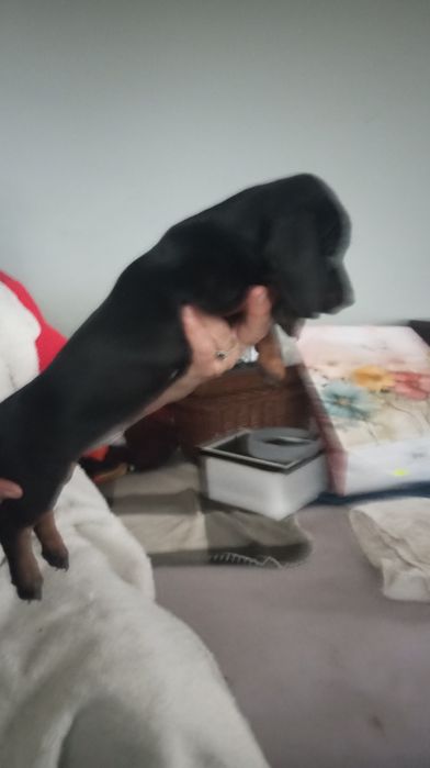 Jamnik piesek czarno podpalany