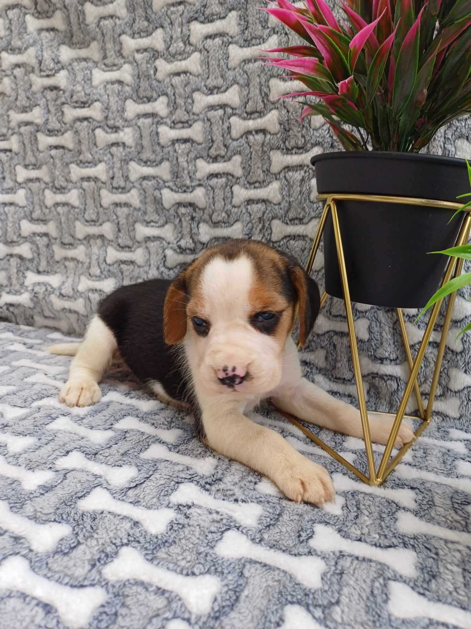 Beagle szczeniaczek suczka