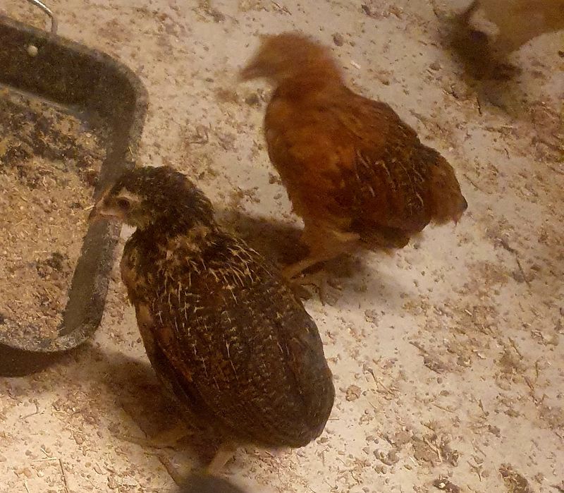 Kura kury aracuany naturalne ekologiczne araucany pisklaki araucany