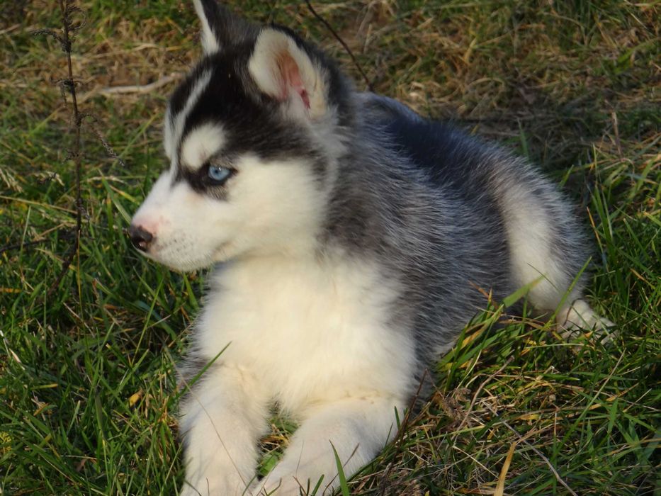 Szczeniaki Siberian Husky