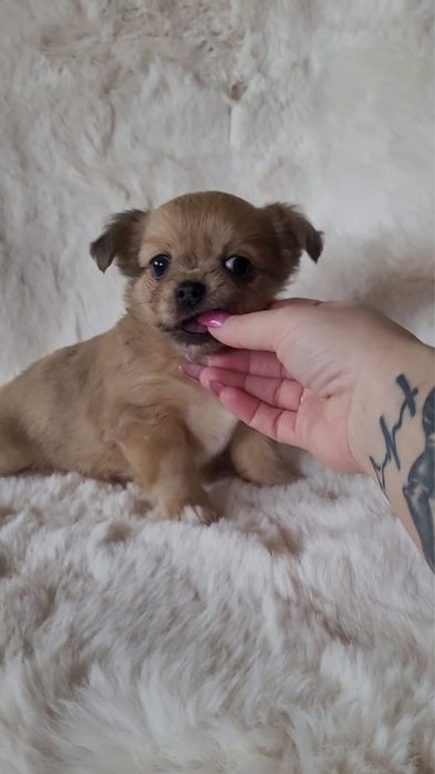 Chihuahua piesek merle długowłosy