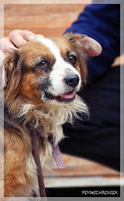 Bazu – ma tylko jedną wadę – nie jest pierwszej młodości