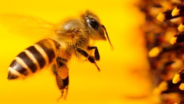 Бджолосім‘ї та бджоли