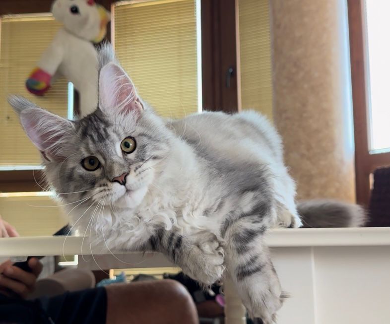 Котёнок мейнкун WCF