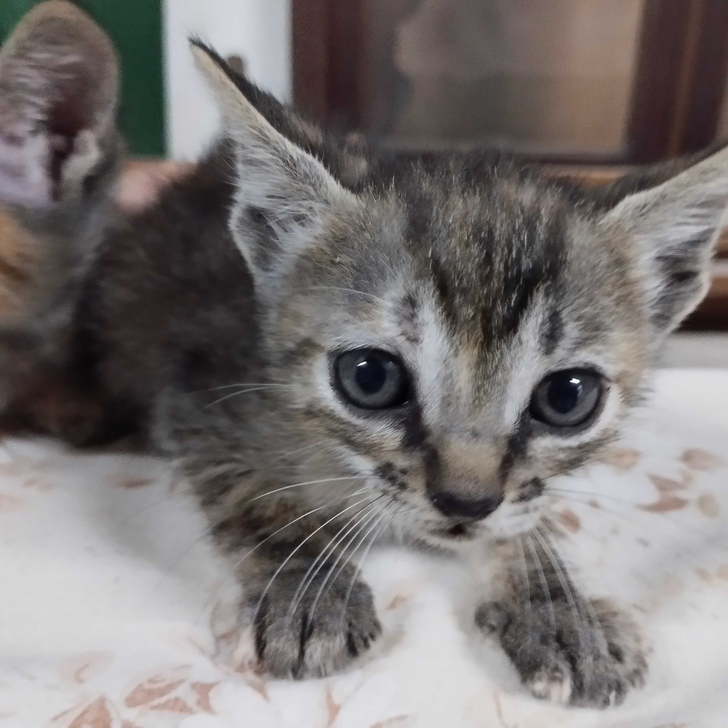 Gatinhos bebés para adopção