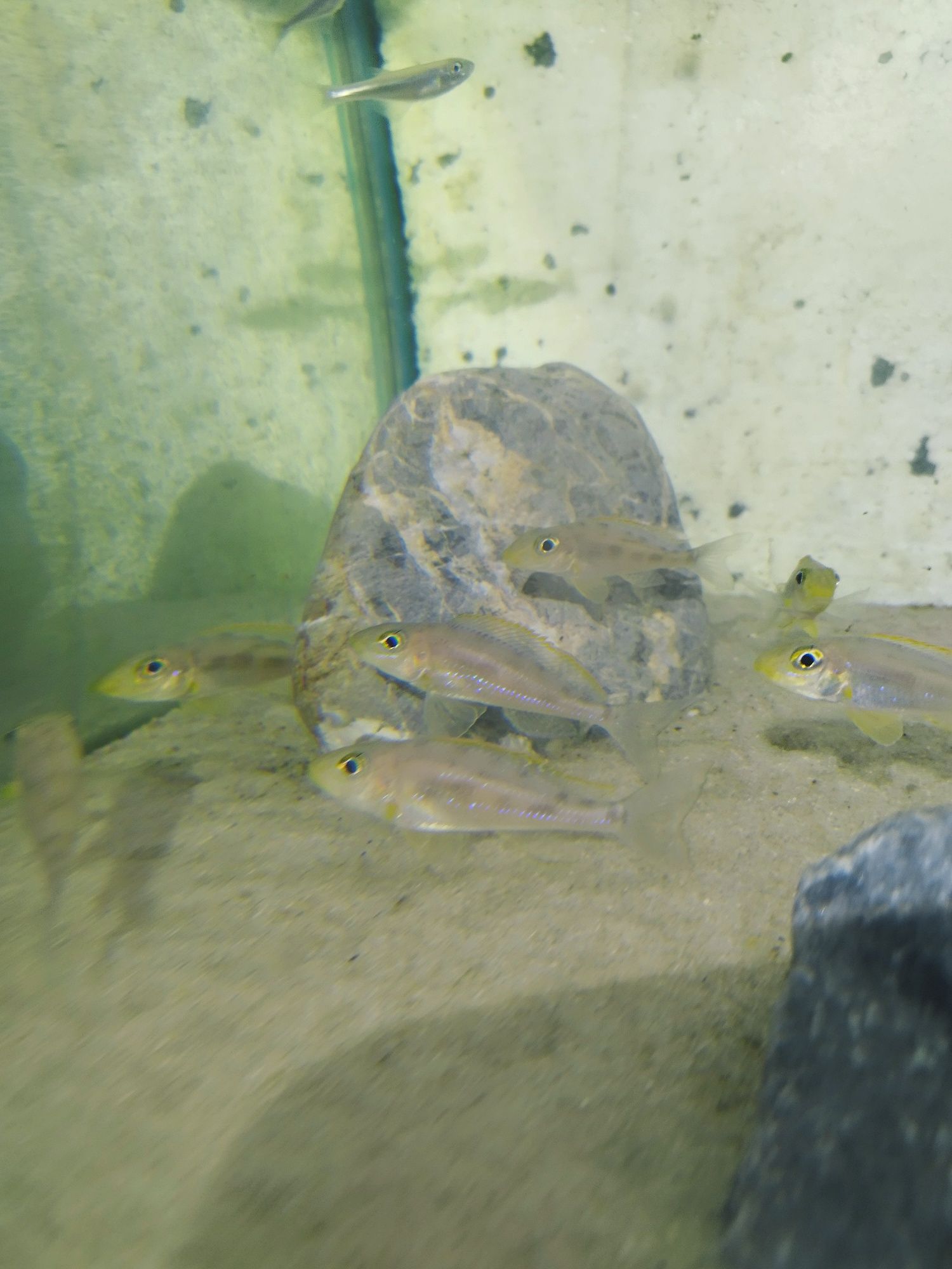 Xenotilapia Papilio Sunflower Chituta