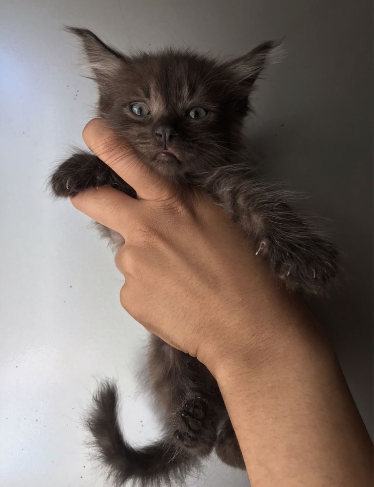 Кошенятка манюнькі