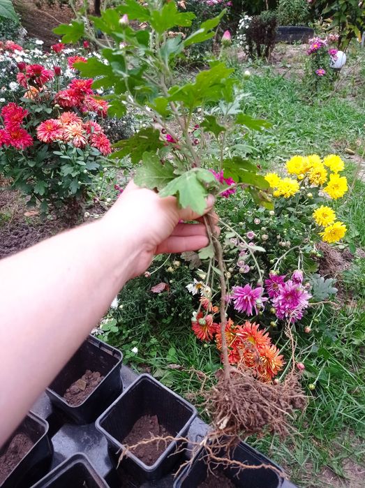 Продам хризантема мультифлора не сформовані кущіки