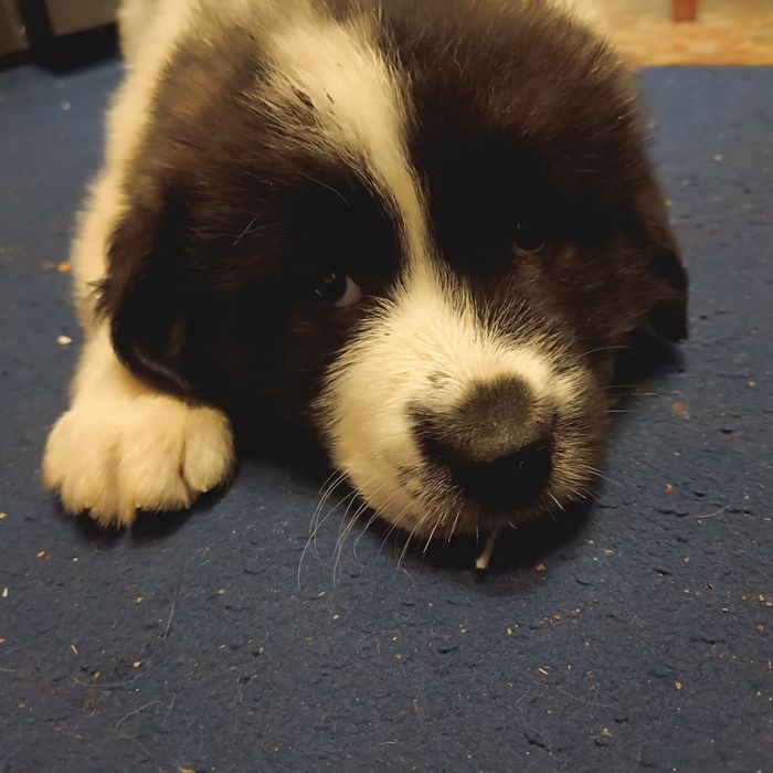 Продам щенков московской сторожевой