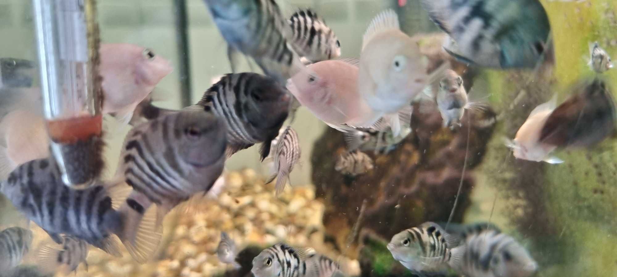 Peixes de aquario acará do congo