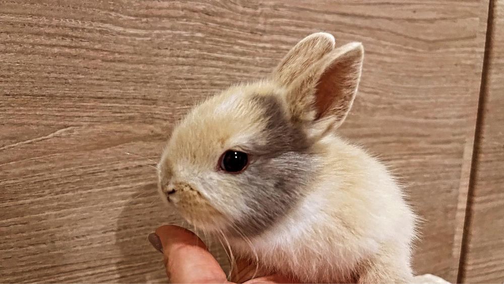 Кролик міні декоративний