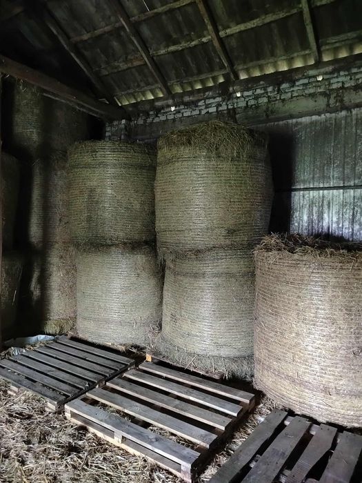Siano w belach 120/130