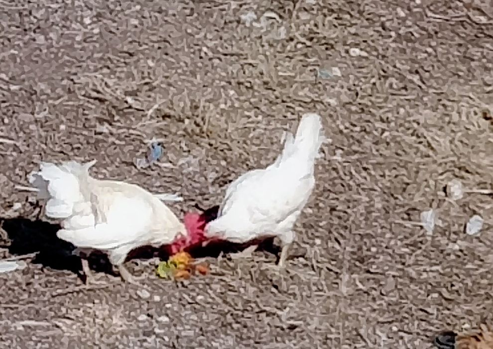 Vendo um casal de garnisés brancos.