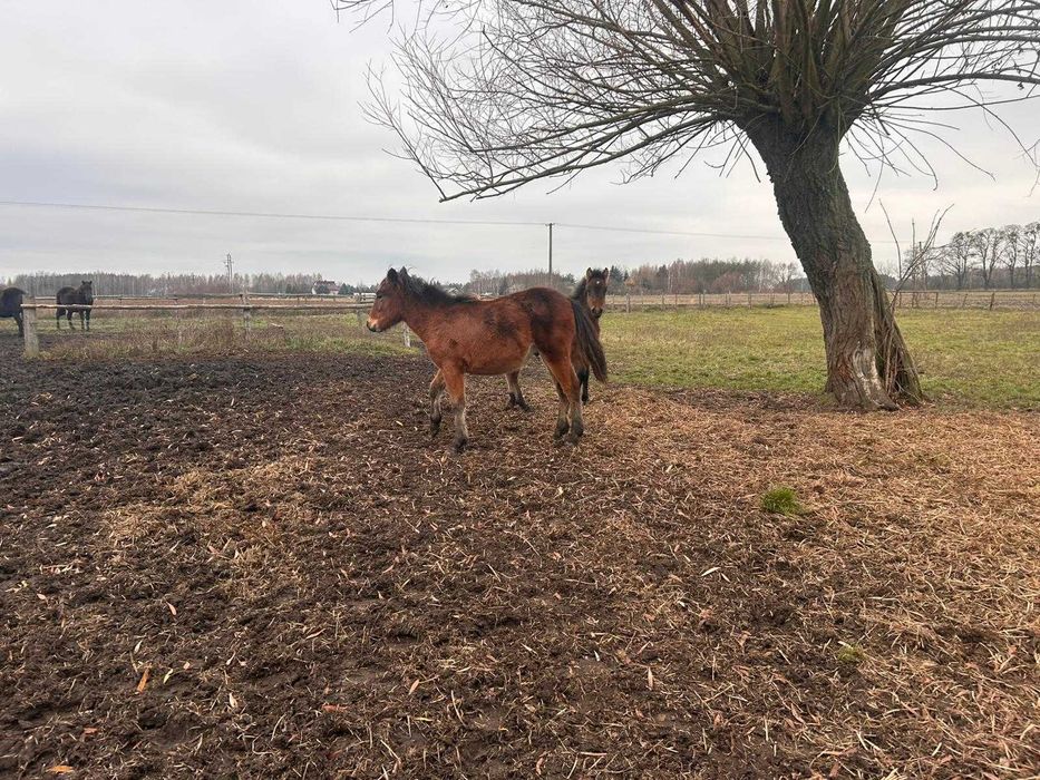 Sprzedam ogierki huculskie