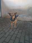 Wiki do pilnej adopcji!