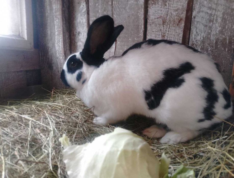 продам кролика. крилиця