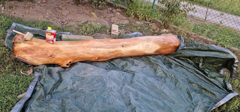 Orzech włoski 2.6 m