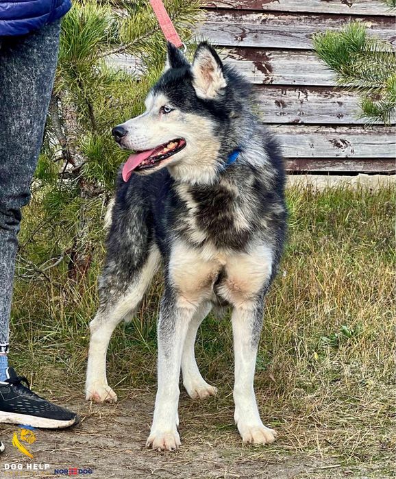 Хаскі Спайк шукає родину (4 роки)