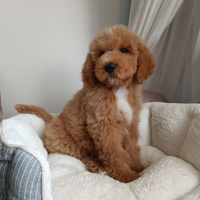 Середній Голдендудль ф1б (Лабрадудль) хлопчик в Києві.