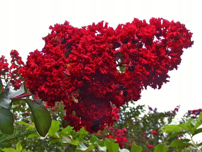Lagerstroemia Sadzonki Czerwone Bez Południa piękne miododajne