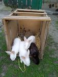 Продам кроликов породы есть самцы и самки цена 180грн за шт