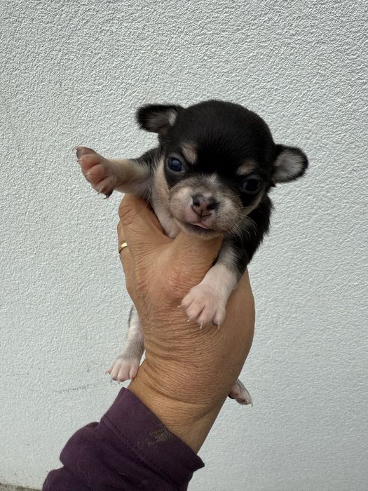 Chihuahua miniatura