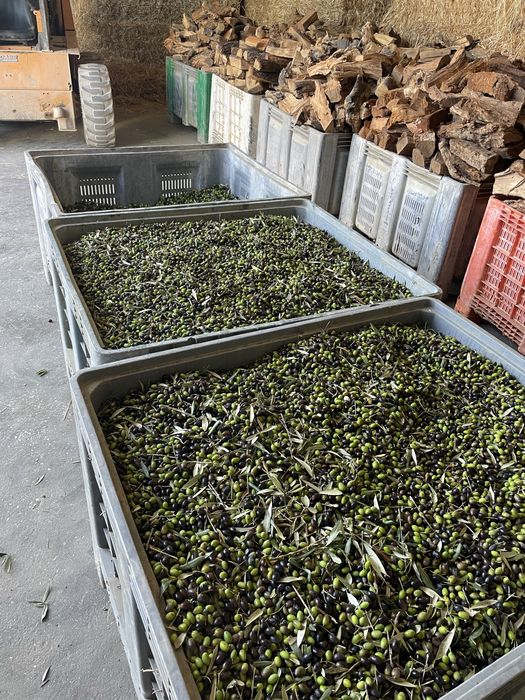 Azeite virgem extra (acidez 0.2)