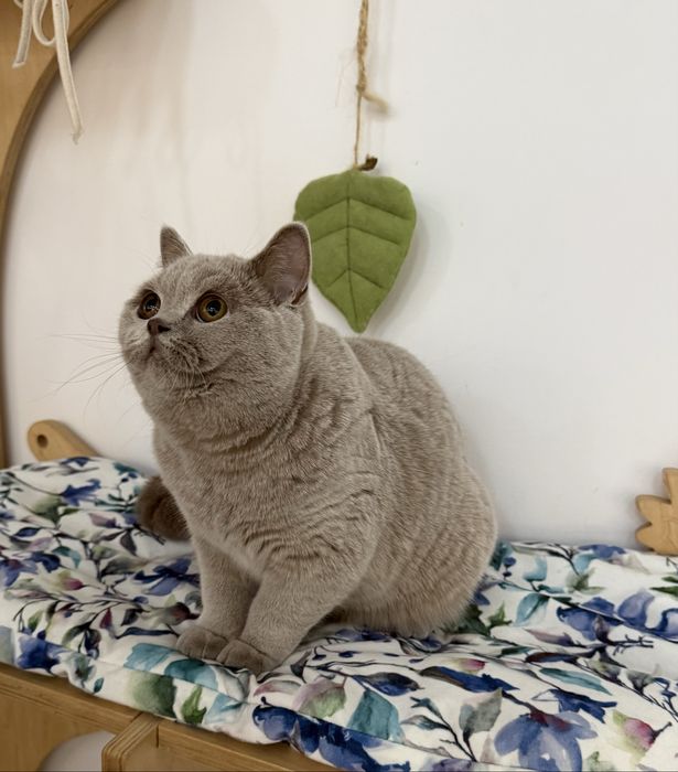 Kotka brytyjska krótkowłosa liliowa (BRI c) – opcja hodowlana