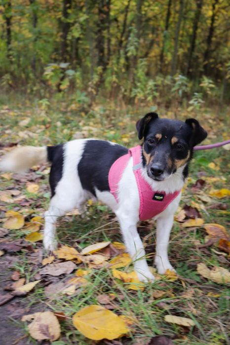 Kora Juck Russell terrier sunia pełna energii do adopcji