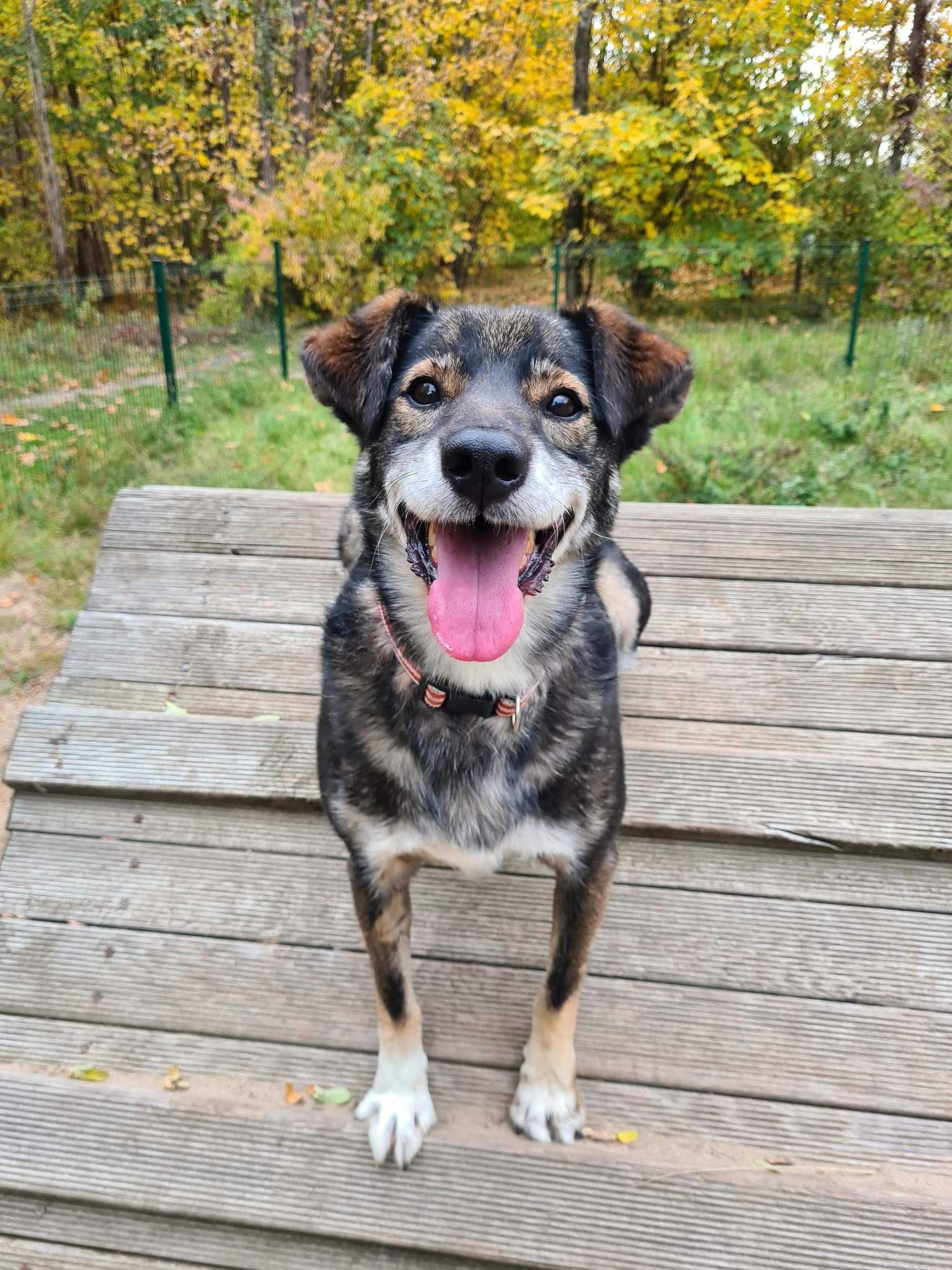 Radosny Gipson poleca się do adopcji