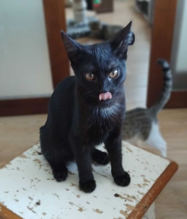 Красунчик метис брюнет Денчик (Даніель)