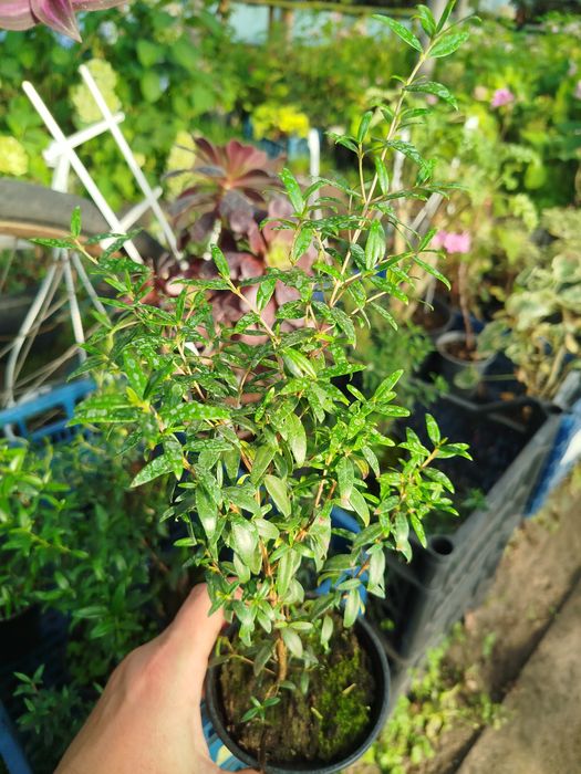 Мирт деревця від 100 грн