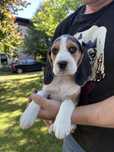 Wspaniały szczeniak rasy Beagle piesek
