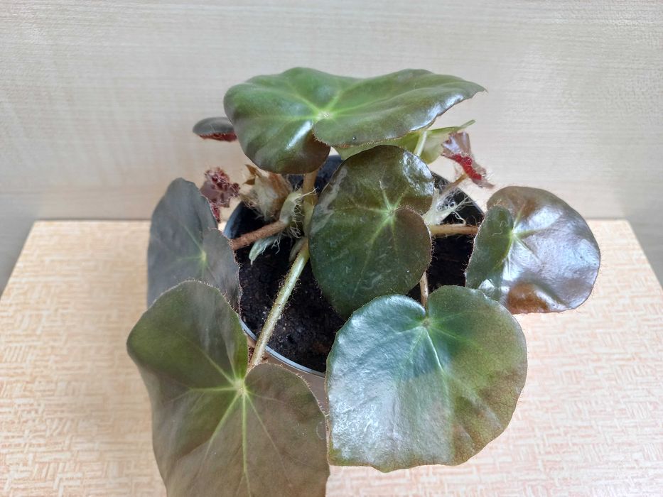 Бегония "Фиста", молодая розетка, 50 грн.