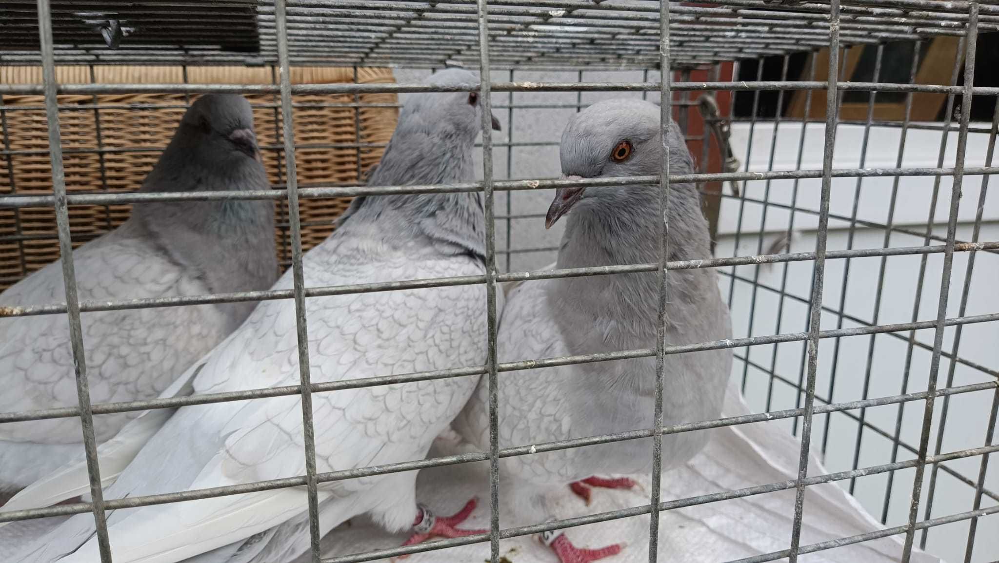 Gołąb ryś srebrny