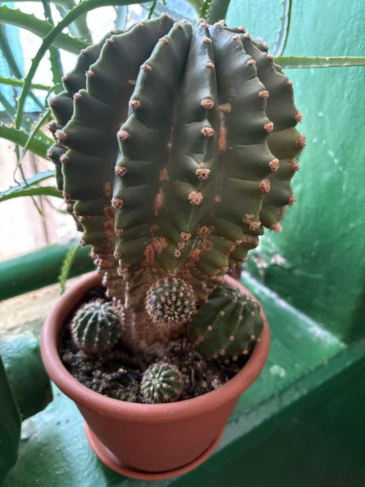 Кактус  Ехінопсис з «дітками»