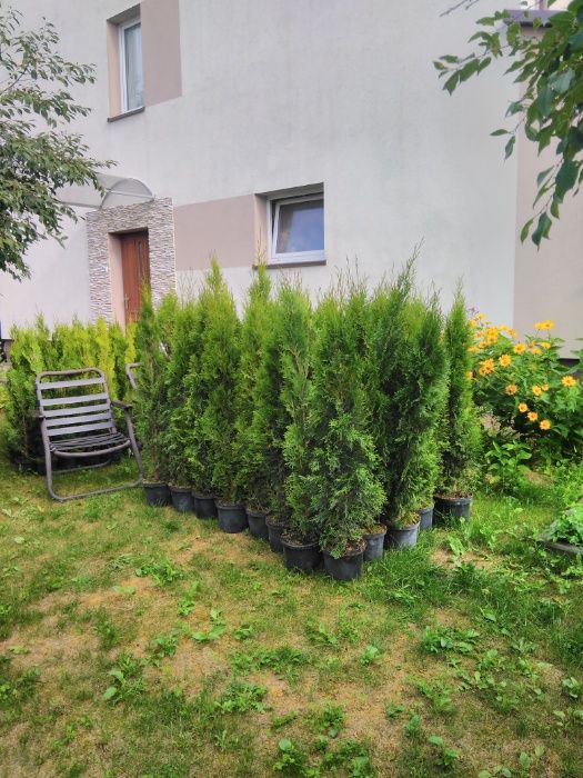 Thuja Smaragd 150 - 170 cm w Donicy max przyjec Z PODLASIA DOWOZIMY