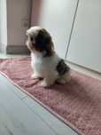 Shih tzu, sunia, suczka, dziewczynka