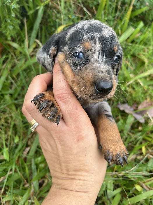 Menino teckel miniatura com olho azul