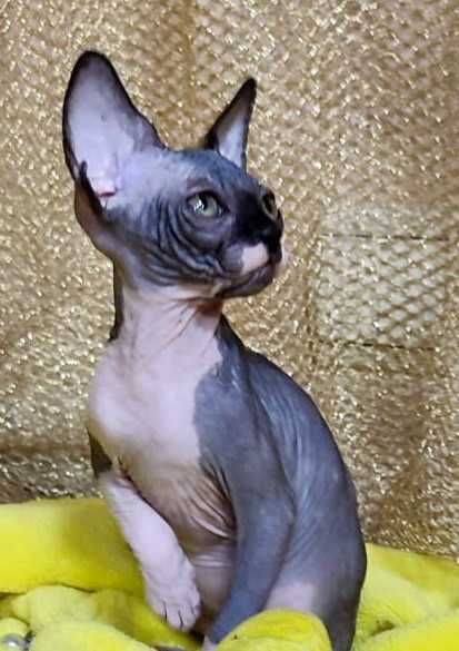 Канадський сфінкс дівчинка Азалєя