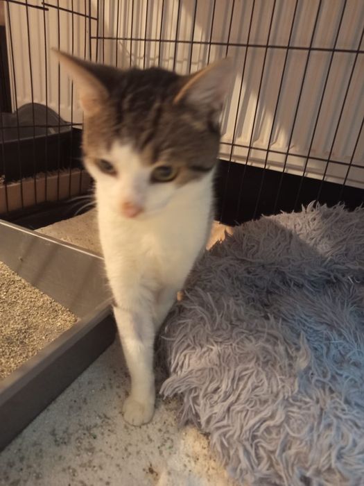 Wykastrowany słodziak szuka domu niewychodzącego