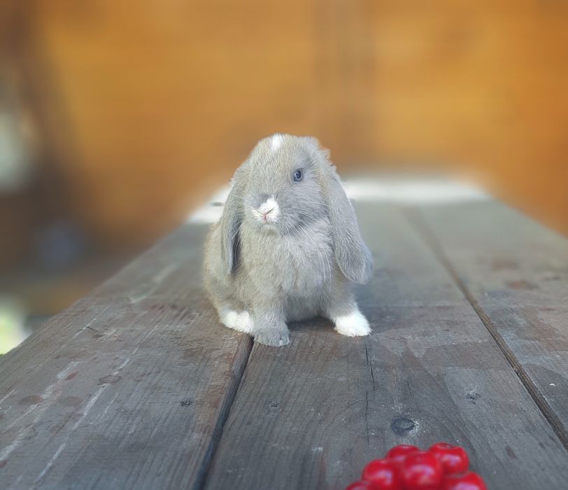 Карликовый мини кролик вислоухий баранчик
