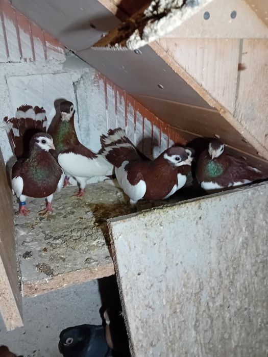 GOŁĘBIE lentacze rzewskie