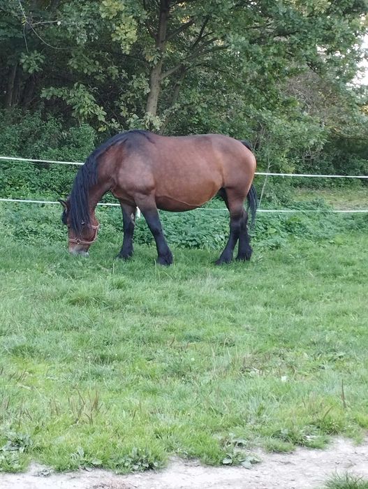 Kobyła zimnokrwista